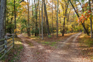 Two paths in a forest symbolizing choice